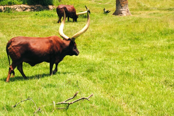 Ankole Cattle
