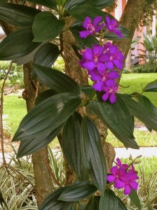 Caribbean Beach Floral Detail