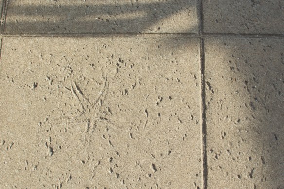 Caribbean Beach Sidewalk Detail